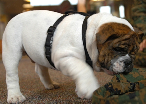 Marine Dog