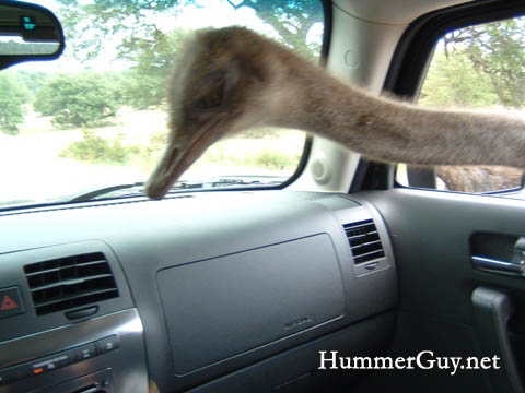 Ostrich In Car