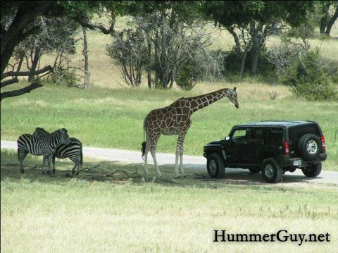 HummerH3GiraffeZebra