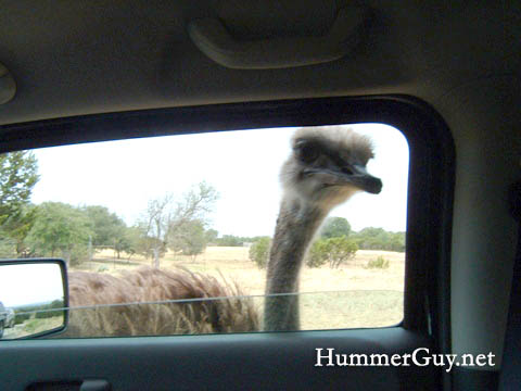 HummerH3Ostrich