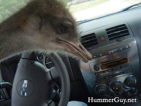 Hummer H3 Ostrich