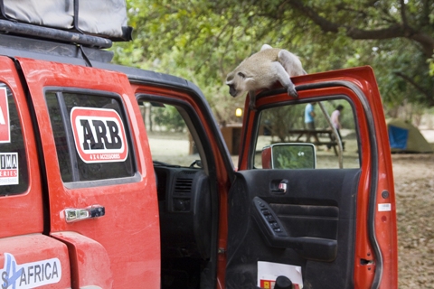 HUMMER H3 African Monkeys